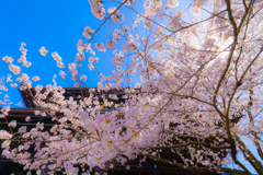 ～京都 桜　知恩院～