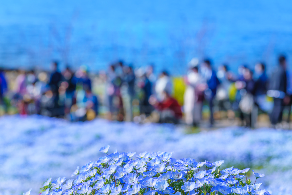 ～舞洲 ネモフィラ祭り～2019 花と人と海