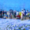 ～舞洲 ネモフィラ祭り～2019 花と人と海