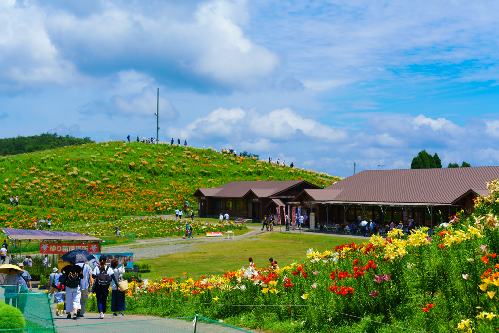 びわこ箱館山ゆり園～small hill～