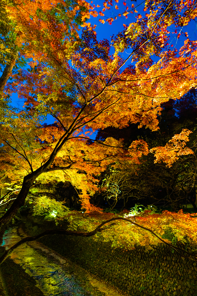 ～京都 北野天満宮～2019 秋