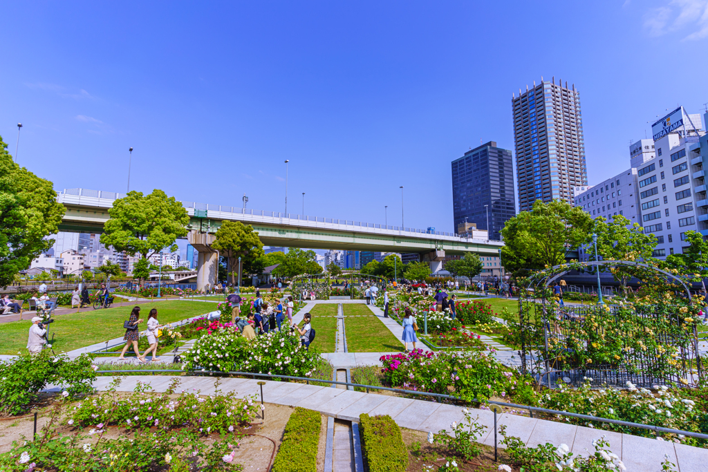 ～大阪 中之島バラ園～2020