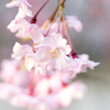 桜α