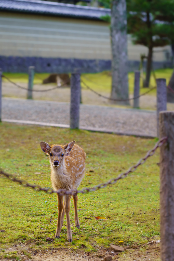 ～奈良 東大寺～2019 秋