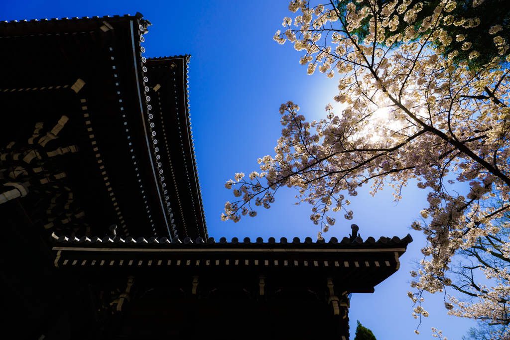 ～京都 桜　知恩院～