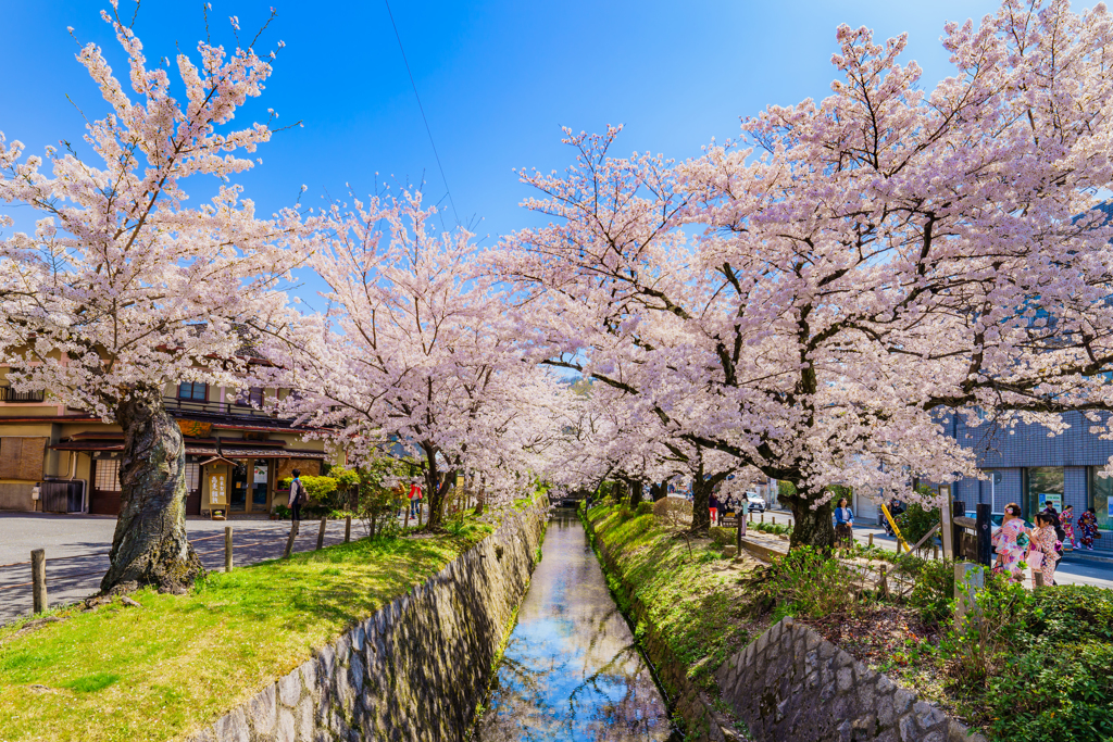 ～京都 桜　哲学の道～