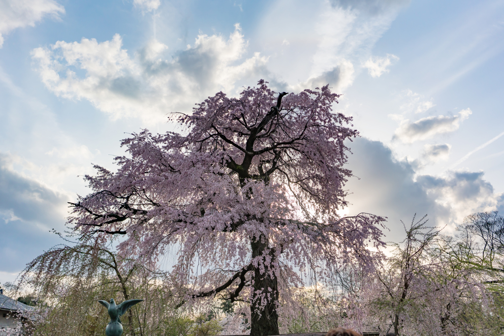 京都の桜