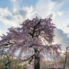 京都の桜
