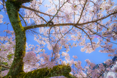 ～京都 桜　知恩院～