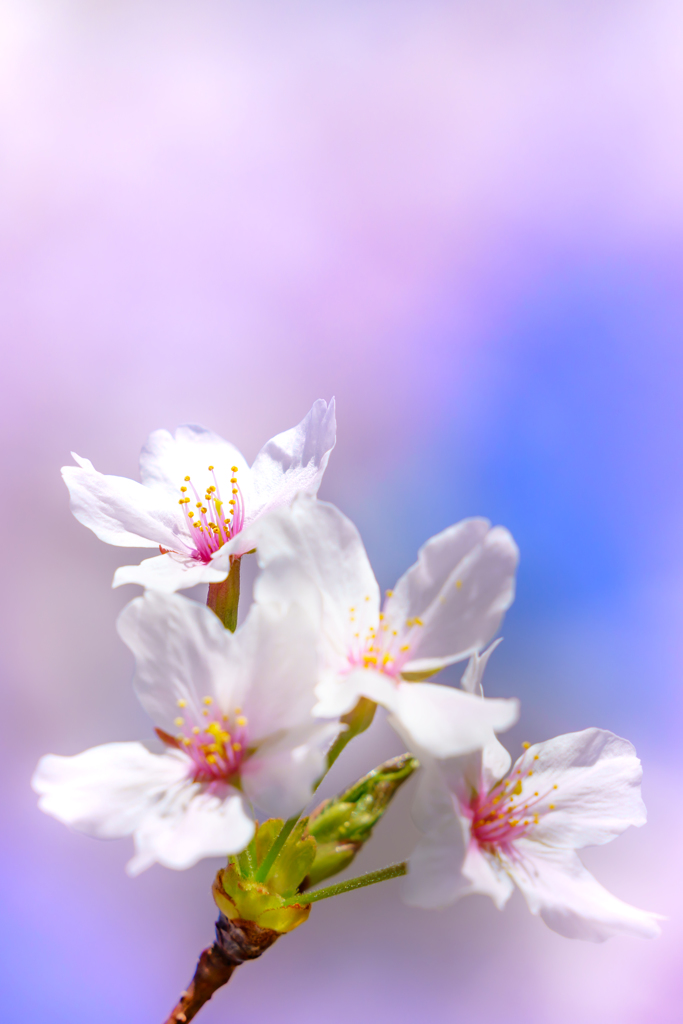 ～京都 桜　円山公園～