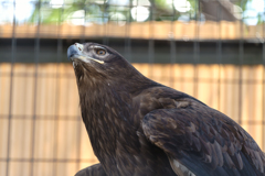 ～天王寺動物園～鷹 動物瞳AF