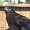 ～天王寺動物園～鷹 動物瞳AF