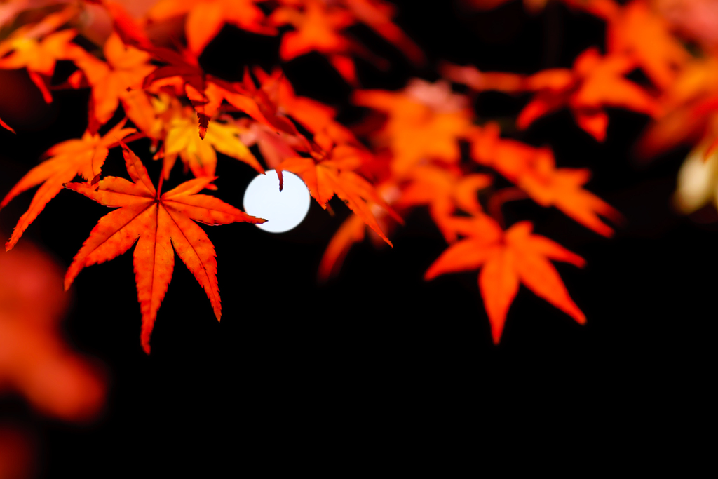 ～京都 北野天満宮～2019 秋