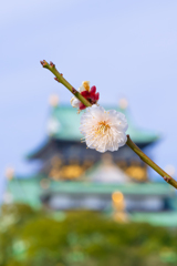 ～大阪城梅林公園～2019