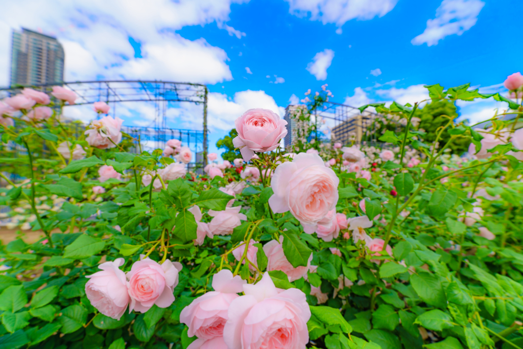 ～中之島バラ園 2018～桃