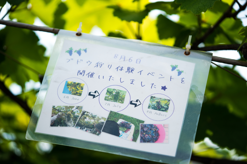 天空のぶどう狩り