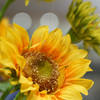 ～test shot～SONY70-200f4GII