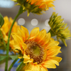 ～test shot～SONY70-200f4GII