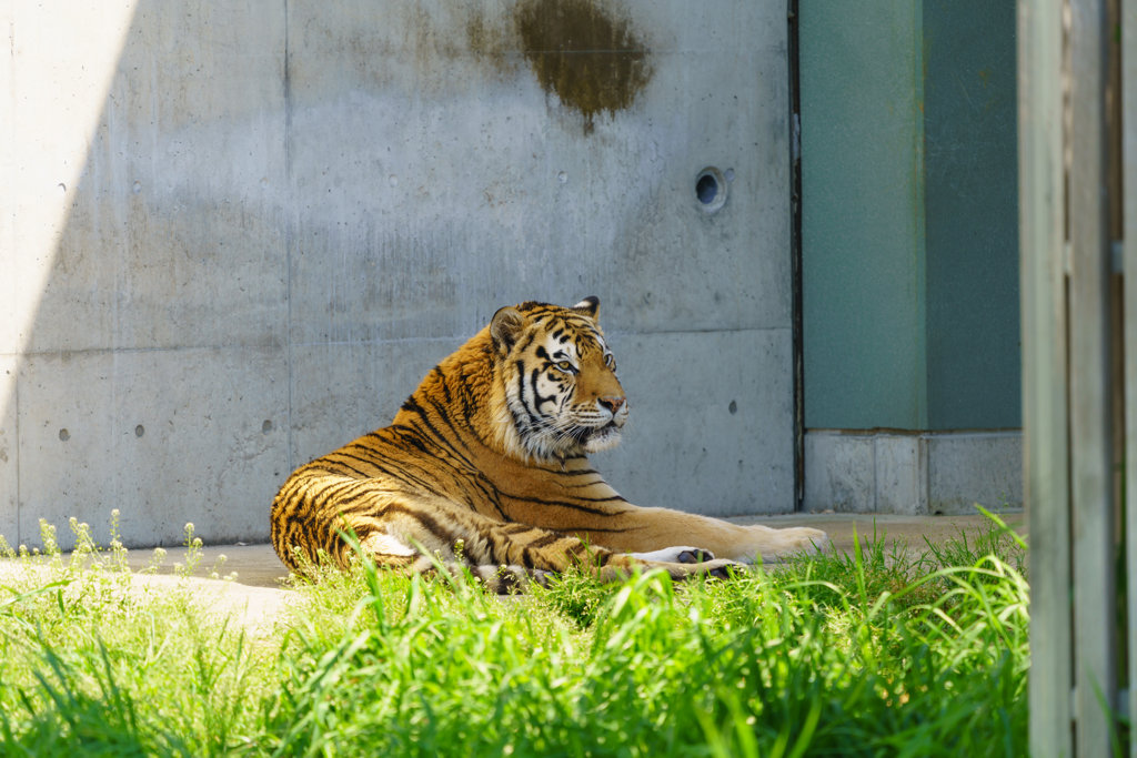 ～天王寺動物園～虎 動物瞳AF