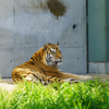 ～天王寺動物園～虎 動物瞳AF