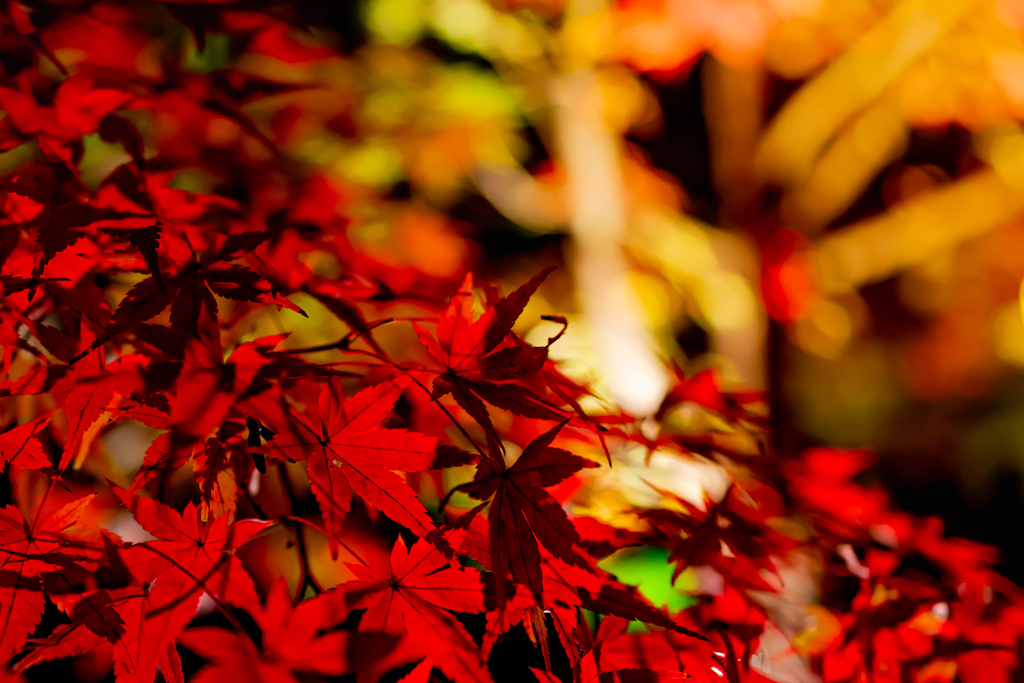 ～京都 北野天満宮～2019 秋