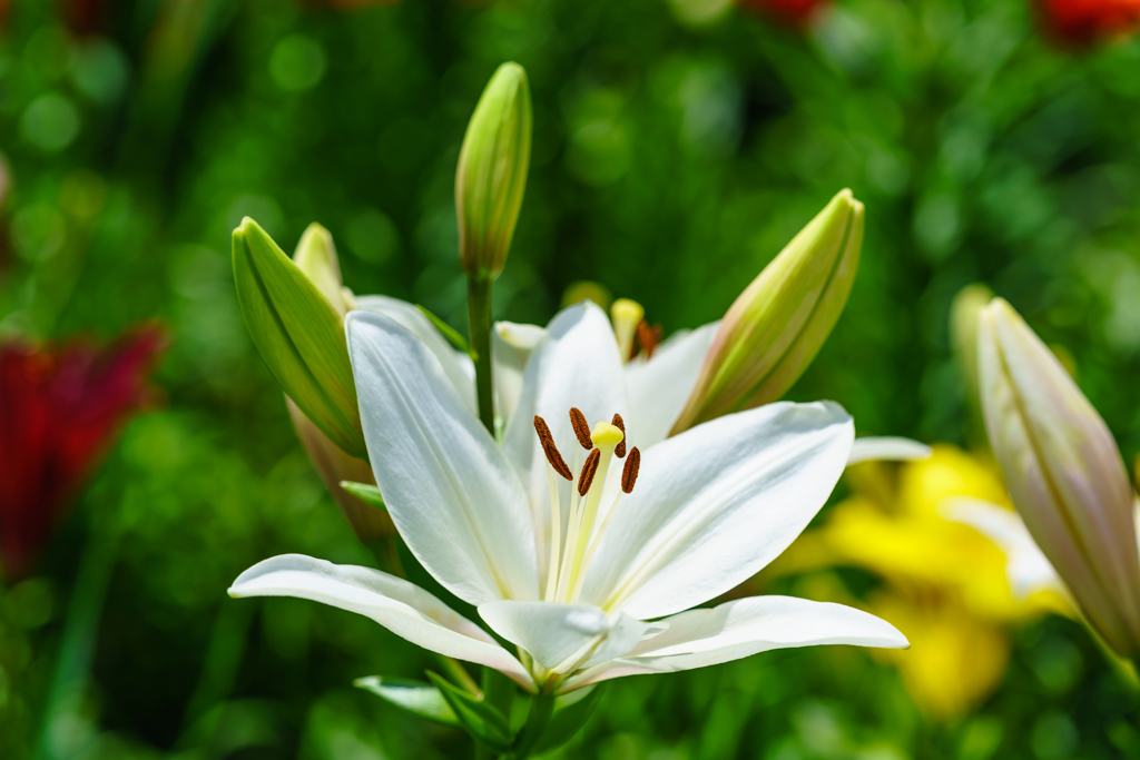 びわこ箱館山ゆり園～Lily～