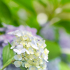 ～紫陽花～