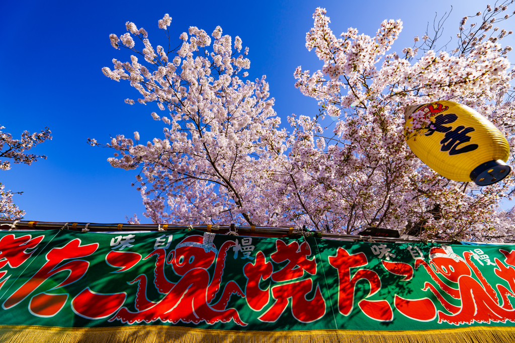 ～京都 桜　円山公園～たこ焼きコラボ