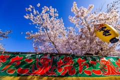 ～京都 桜　円山公園～たこ焼きコラボ