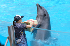 ～須磨海浜水族園～イルカライブショー