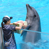 ～須磨海浜水族園～イルカライブショー