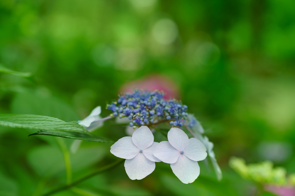 ～大阪・長居植物園～2020