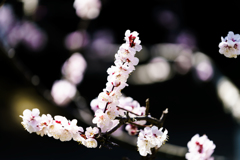 ～万博記念公園 梅まつり　梅～