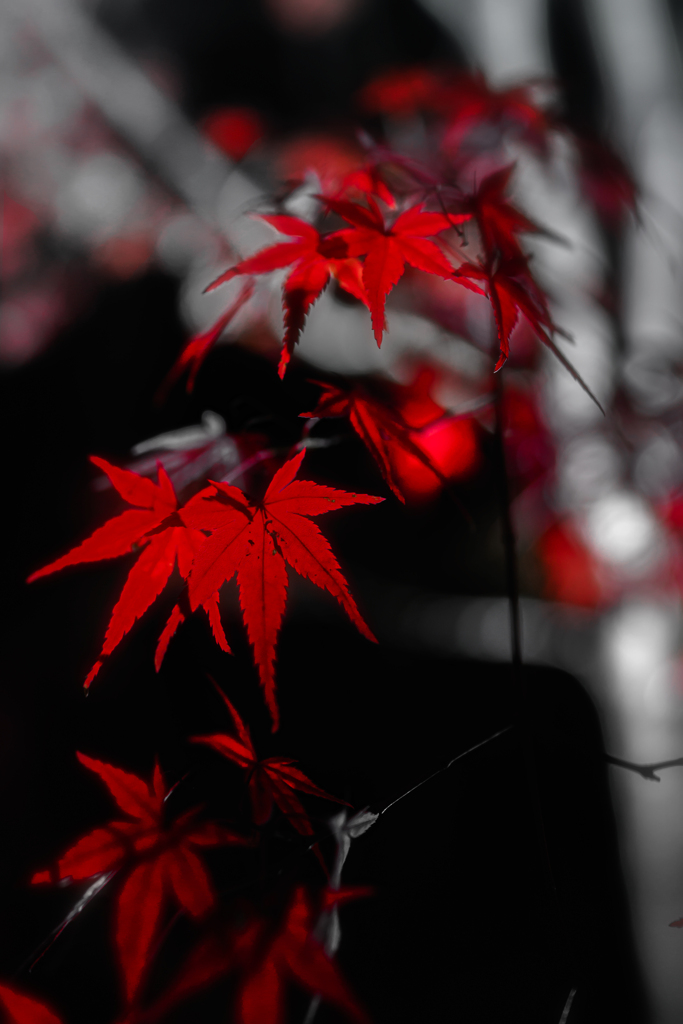 京都・北野天満宮～紅葉～