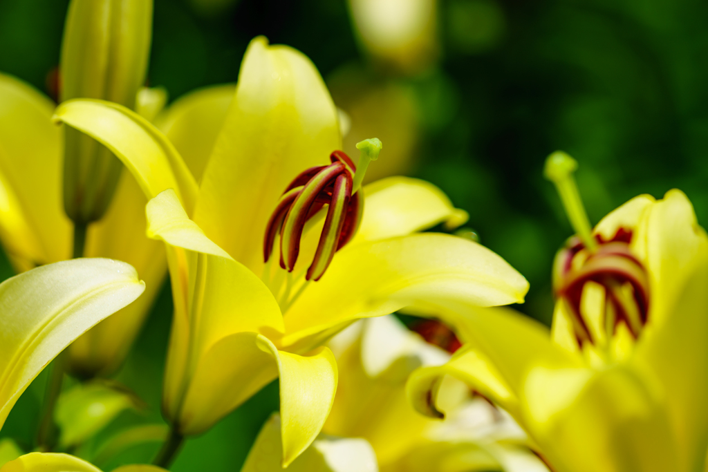 びわこ箱館山ゆり園～Lily～