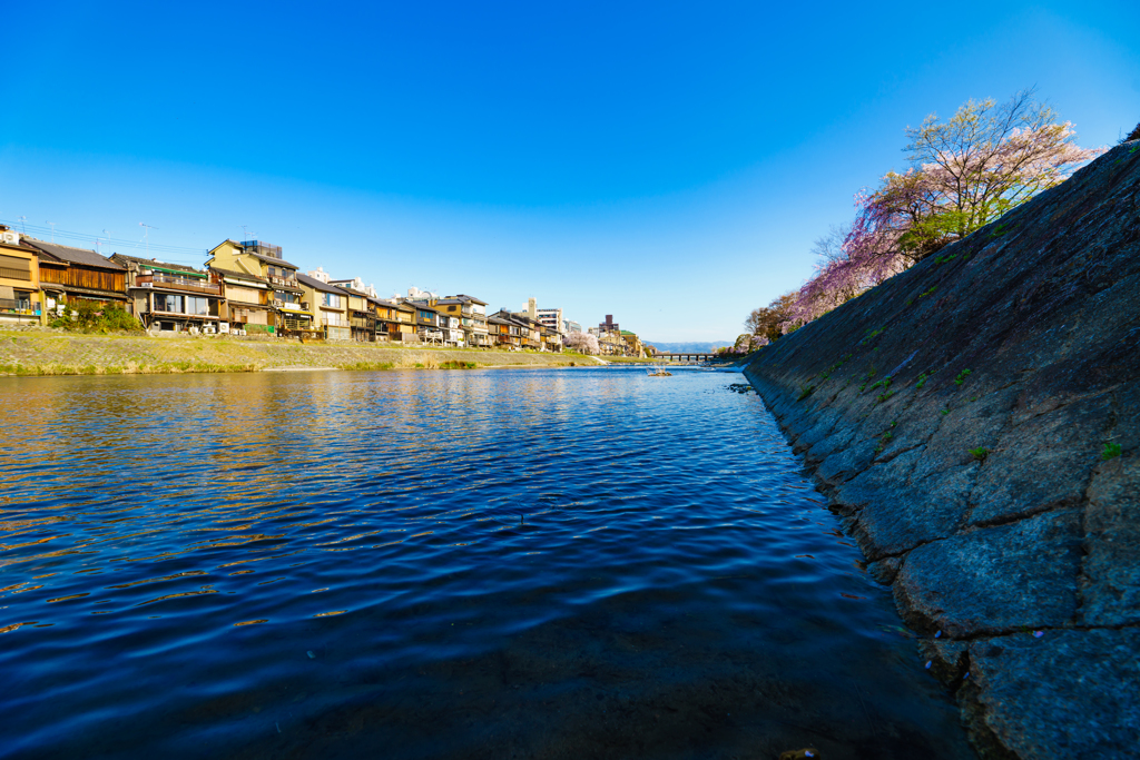 ～京都 桜　鴨川～