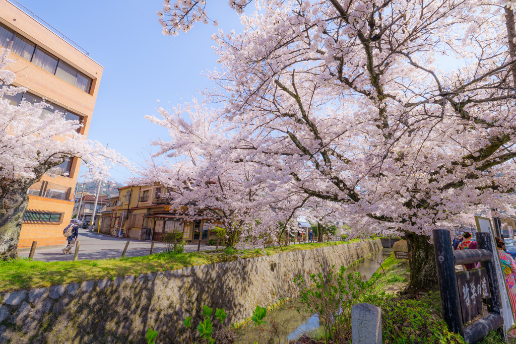 ～京都 桜　哲学の道～