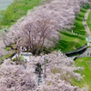 ～令和5年背割堤さくらまつり～京都八幡