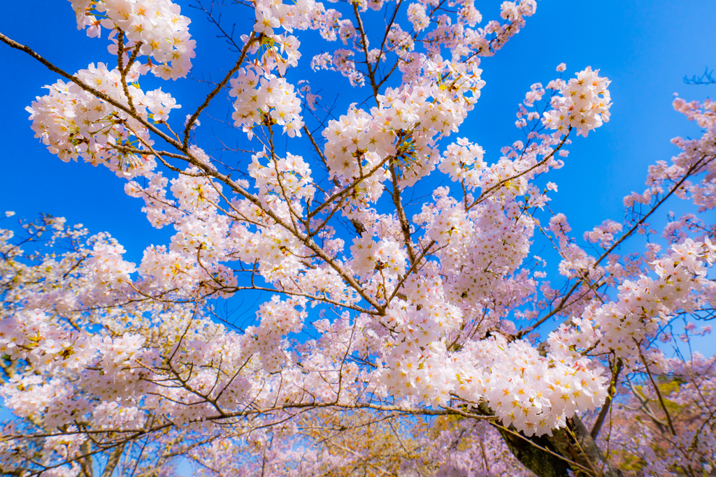 ～京都 桜　円山公園～