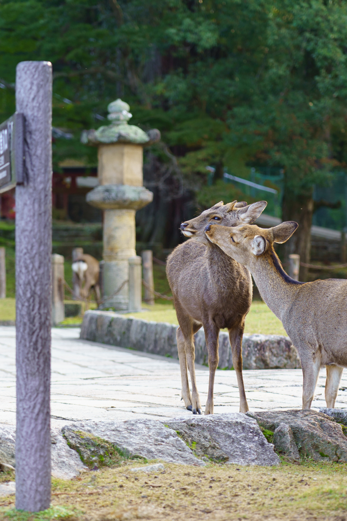 ～奈良 東大寺二月堂～2019 秋