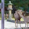 ～奈良 東大寺二月堂～2019 秋