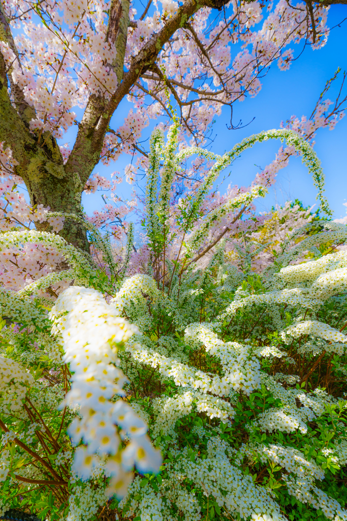 ～京都 桜　円山公園～