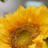 ～test shot～SONY70-200f4GII