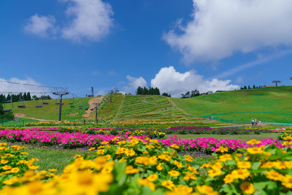 びわこ箱館山ゆり園