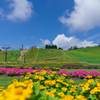 びわこ箱館山ゆり園