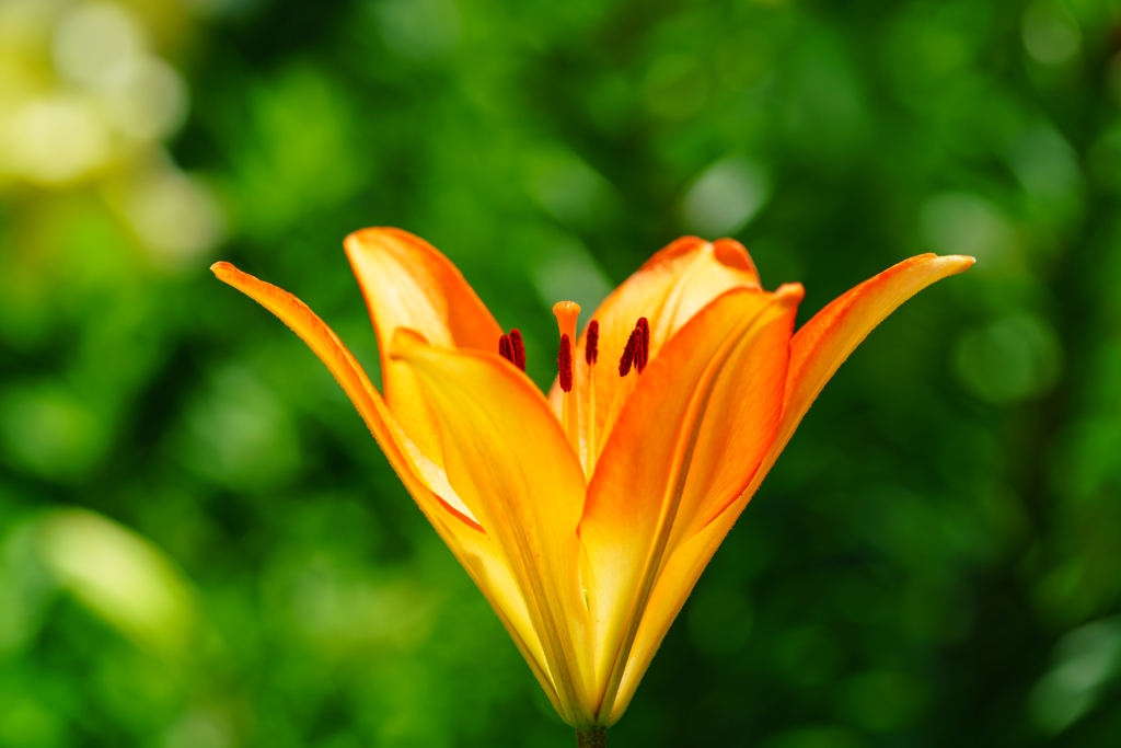 びわこ箱館山ゆり園～Lily～