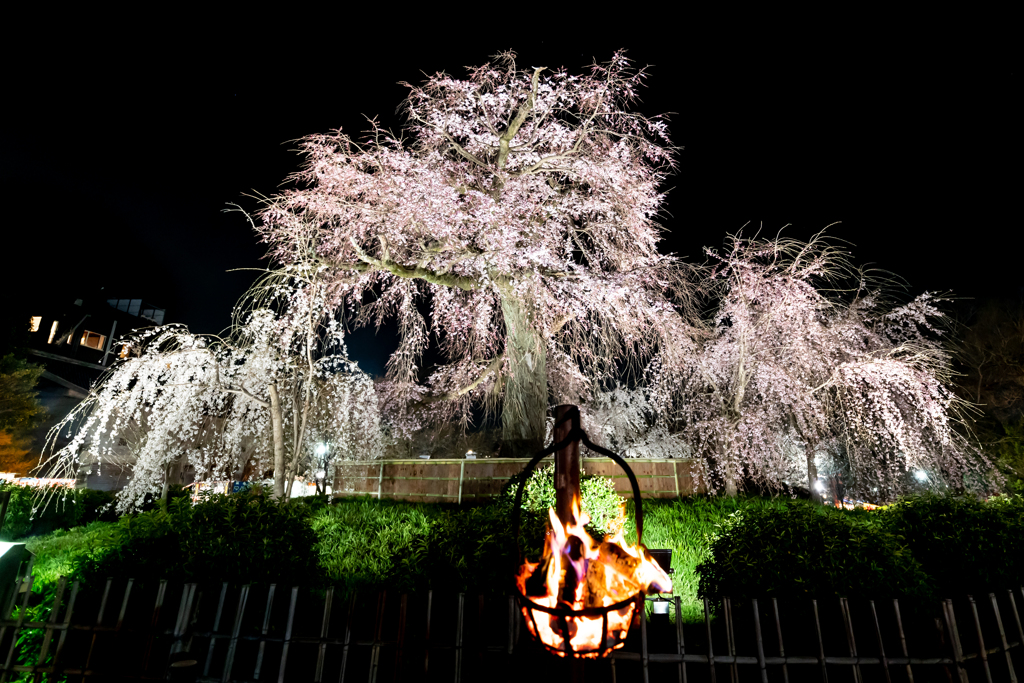 ～京都 円山公園～2019 祇園しだれ桜