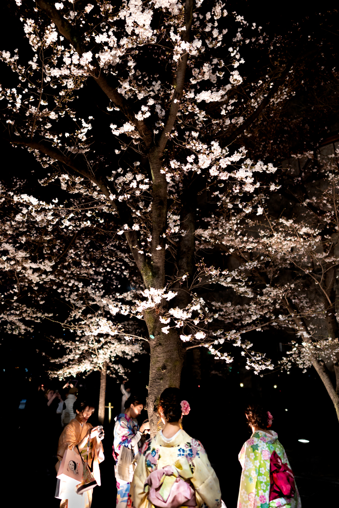 ～京都 祇園白川～2019 桜下美人
