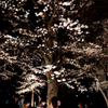 ～京都 祇園白川～2019 桜下美人