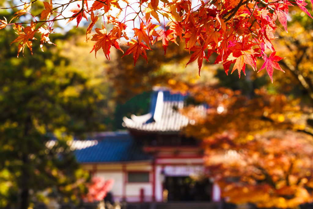 奈良公園～紅葉～